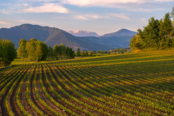 Vineyards in Franciacorta, Brescia province, Europe, Lombardy district, Italy.