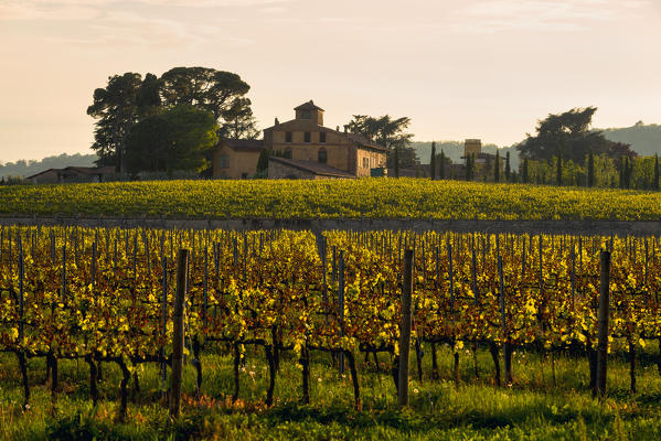 Vineyards in Franciacorta, Brescia province, Europe, Lombardy district, Italy.