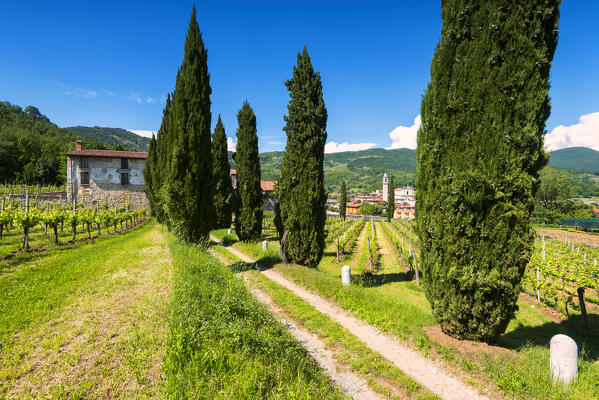 Vineyards in Franciacorta, Brescia province, Europe, Lombardy district, Italy.