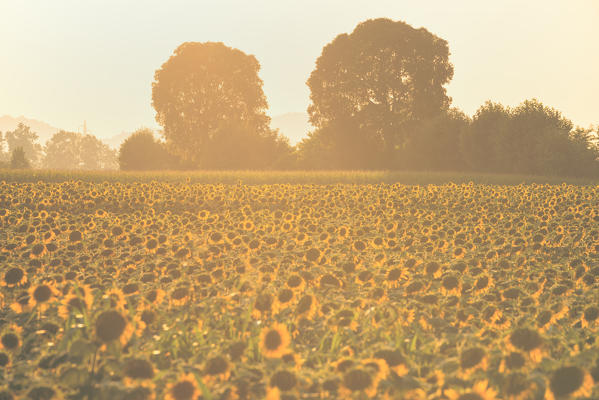 Sunflowers in Franciacorta, Brescia province in Lombardy district, Italy, Europe.