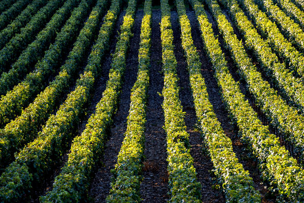 Vineyards in Franciacorta, Brescia province in Lombardy district, Italy, Europe.