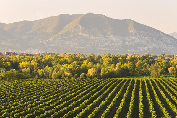 Vineyards in Franciacorta, Brescia province in Lombardy district, Italy, Europe.