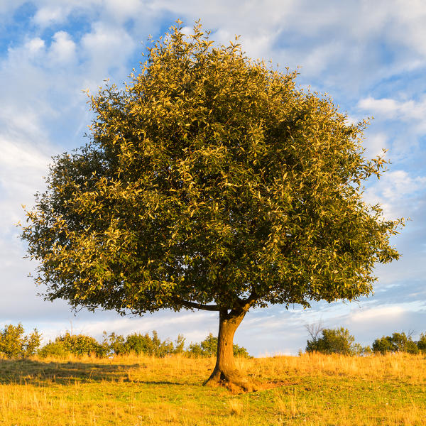 Tree at sunset, Brescia province in Lombardy district, Italy, Europe.