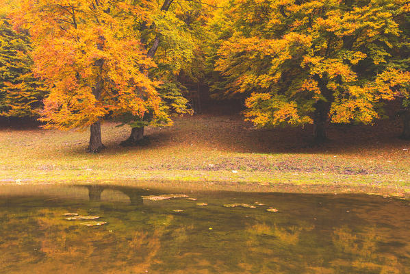 Autumn tree in Baremone, Province of Brescia, Lombardy, Italy