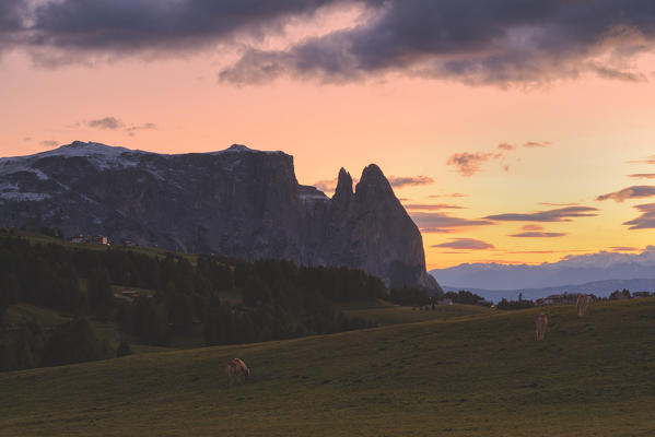 
Alpe di Siusi/Seiser Alm, Dolomites, South Tyrol, Italy. Sunset on the Alpe di Siusi / Seiser Alm.