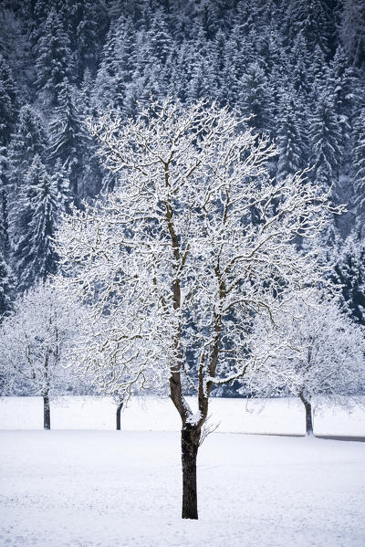 Winter in Adamello park, Lombardy district, Brescia province, Italy.