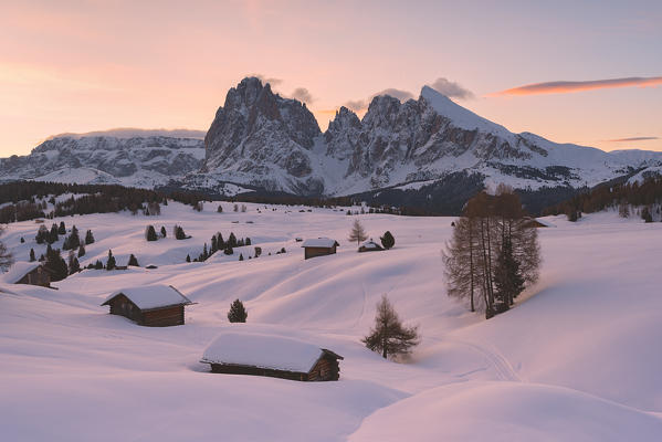 Alpe di Siusi/Seiser Alm, Dolomites, South Tyrol, Italy. Sunrise on the Alpe di Siusi / Seiser Alm with the peaks of Sassolungo / Langkofel and Sassopiatto / Plattkofel.