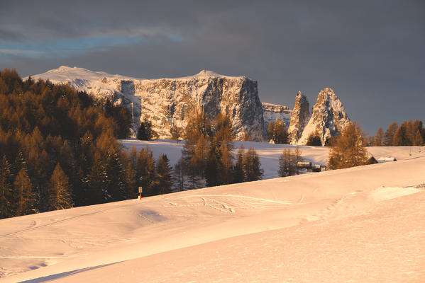 Alpe di Siusi/Seiser Alm, Dolomites, South Tyrol, Italy. Sunrise on the Alpe di Siusi / Seiser Alm with the peaks of Sassolungo / Langkofel and Sassopiatto / Plattkofel.