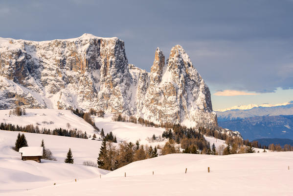 Alpe di Siusi/Seiser Alm, Dolomites, South Tyrol, Italy. Sunrise on the Alpe di Siusi / Seiser Alm with the peaks of Sassolungo / Langkofel and Sassopiatto / Plattkofel.