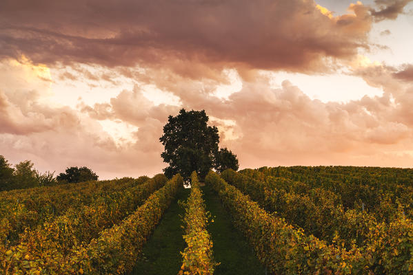 Franciacorta at sunset, Lombardy district, Brescia province, Italy