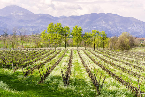 Franciacorta, Lombardy district, Brescia province, Italy.