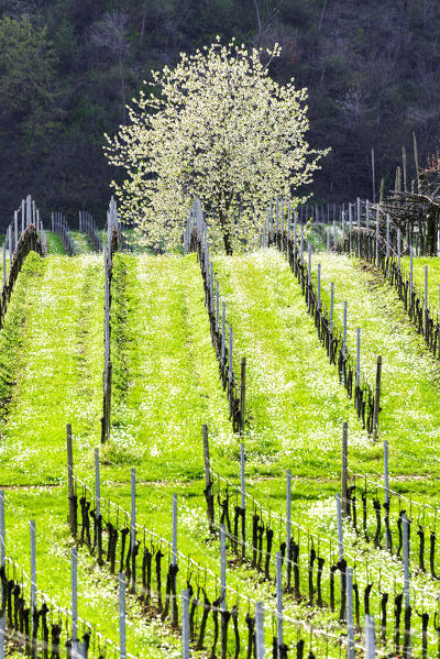 Franciacorta, Lombardy district, Brescia province, Italy.