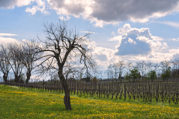 Franciacorta, Lombardy district, Brescia province, Italy.