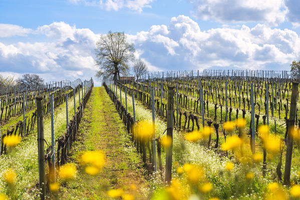 Franciacorta, Lombardy district, Brescia province, Italy.