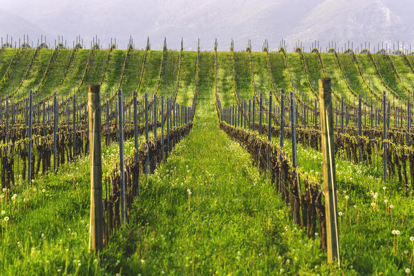 Franciacorta, Lombardy district, Brescia province, Italy.