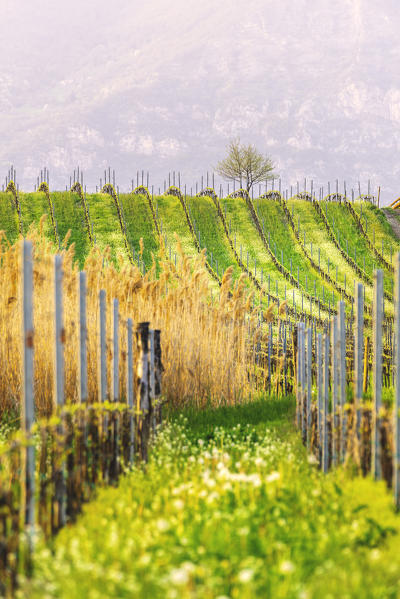 Franciacorta, Lombardy district, Brescia province, Italy.