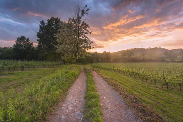 Franciacorta at sunset, Lombardy district, Brescia province, Italy