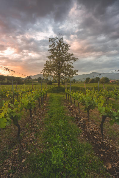 Franciacorta at sunset, Lombardy district, Brescia province, Italy