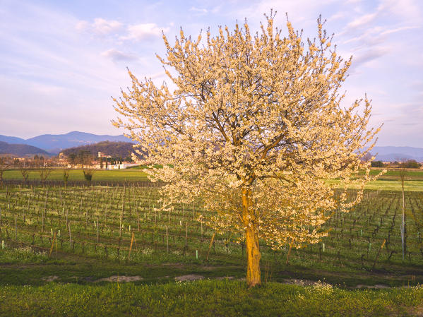 Franciacorta, Lombardy district, Brescia province, Italy.