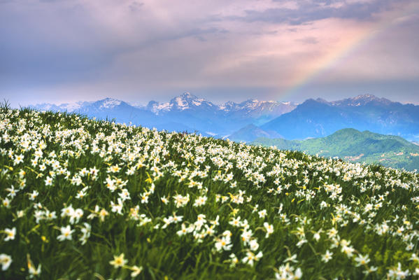 Mount Linzone, Orobie alps, Lombardy district, Bergamo province, Italy