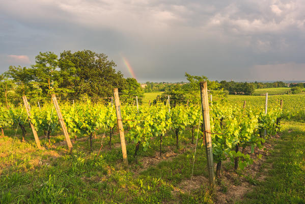 Franciacorta, Lombardy district, Brescia province, Italy.