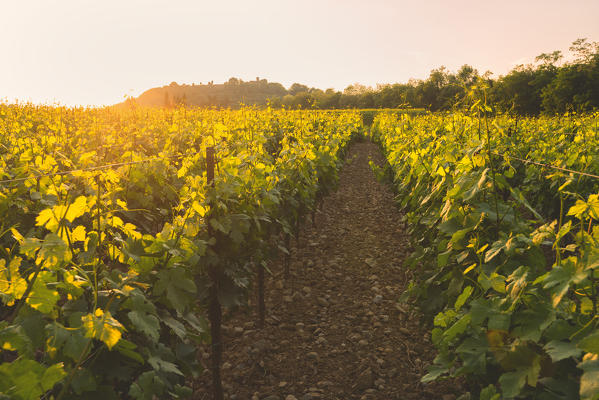 Franciacorta, Lombardy district, Brescia province, Italy.