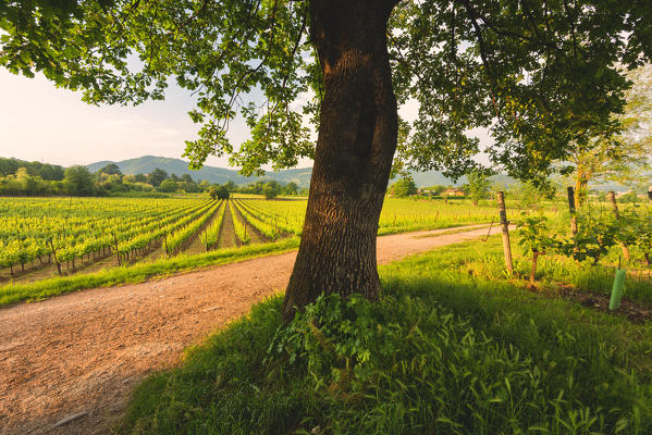 Franciacorta, Lombardy district, Brescia province, Italy.