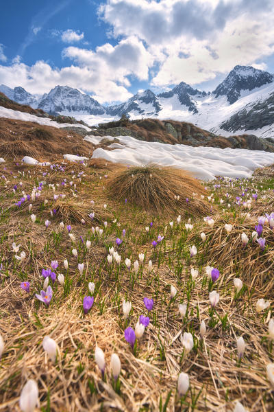 Miller valley in Adamello park, Brescia province, Lombardy district, Italy.