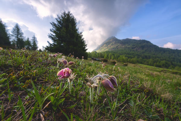 Flowers Stelvio nationa park in Brescia province, Lombardy district, Italy.