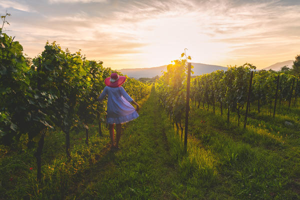 Woman in rows, Franciacorta, Lombardy district, Brescia province, Italy.