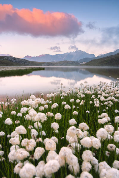 Eriofori blooms at the Gavia pass at dawn, Lombardy district, Brescia province, Italy.