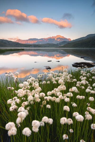 Eriofori blooms at the Gavia pass at dawn, Lombardy district, Brescia province, Italy.