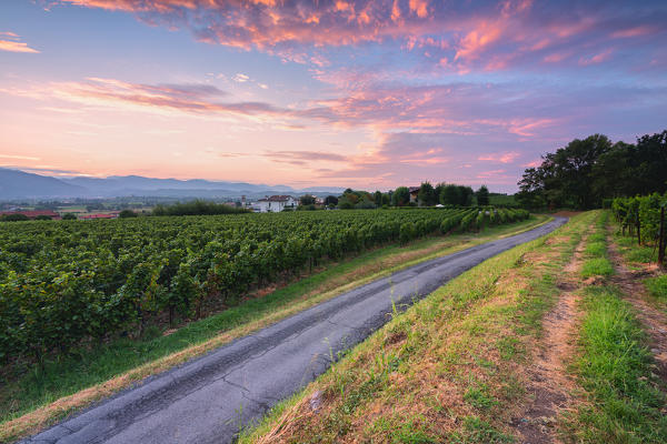 Summer season in Franciacorta, Lombardy district, Brescia province, Italy, Europe.