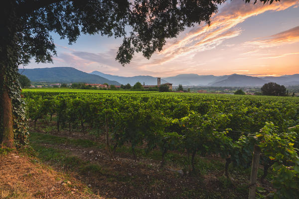 Summer season in Franciacorta, Lombardy district, Brescia province, Italy, Europe.