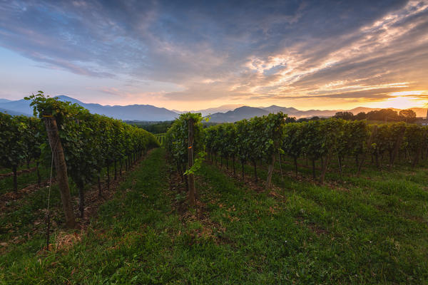 Summer season in Franciacorta, Lombardy district, Brescia province, Italy, Europe.