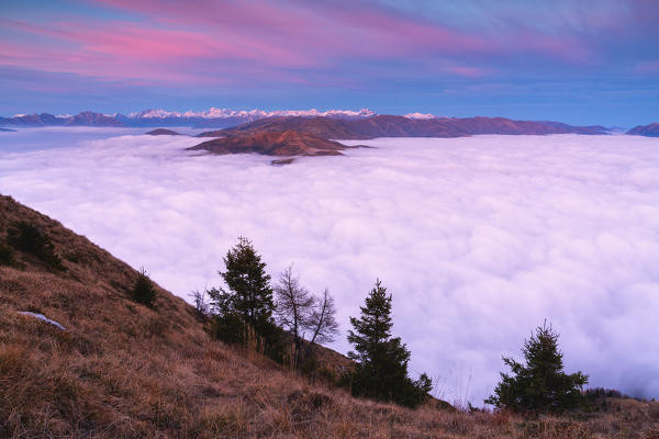 Trees at Sunset from Mount Guglielmo above the Clouds, Brescia province, Lombardy district, Italy