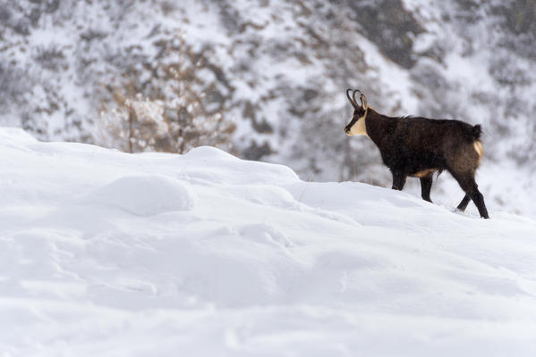 Chamois in Winter season in Stelvio national park in Camonica valley, Lombardy district, Brescia province, Italy.