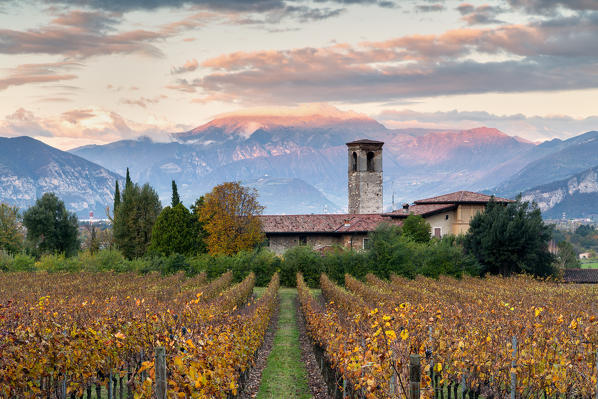 Sunset among the vineyards overlooking Mount Guglielmo, Brescia province, Lombardy district, italy.