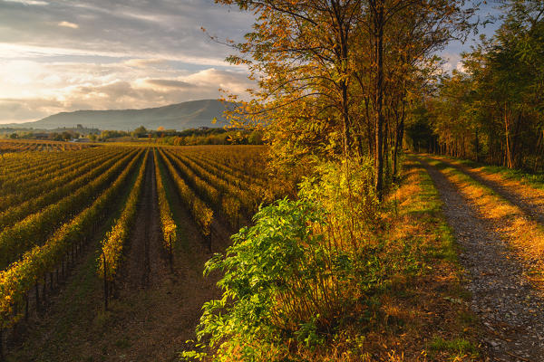 Wine Route at sunset in Franciacorta, Brescia province, Lombardy district, Italy.