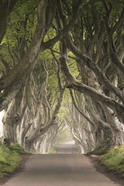 The Dark Hedges (Bregagh Road), Ballymoney, County Antrim, Ulster region, northern Ireland, United Kingdom. Iconic trees tunnel.