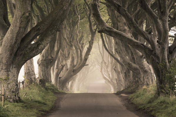 The Dark Hedges (Bregagh Road), Ballymoney, County Antrim, Ulster region, northern Ireland, United Kingdom. Iconic trees tunnel.