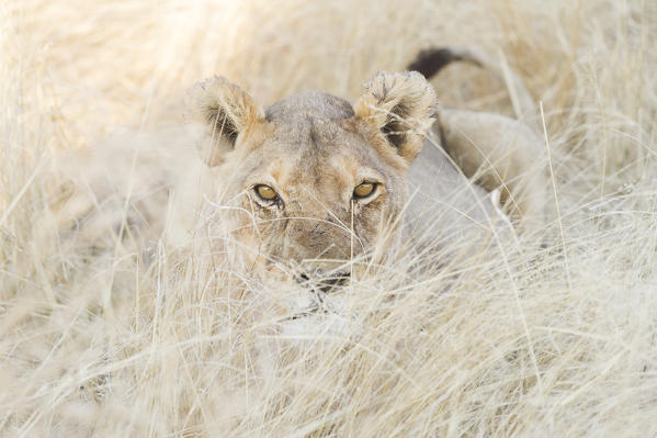 Etosha National Park, Namibia, Africa. Lion in the bush.