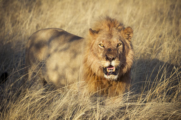 Etosha National Park, Namibia, Africa. Lion in the bush.
