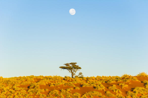 Namib desert, Namibia, Africa. Lonely tree and moon.