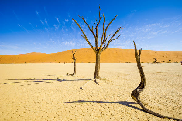 Deadvlei, Namib desert, Namibia, Africa. Dead acacia pan.