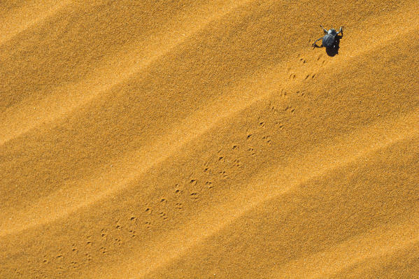 Sossusvlei, Namib desert, Namibia, Africa. Namib desert beetle.