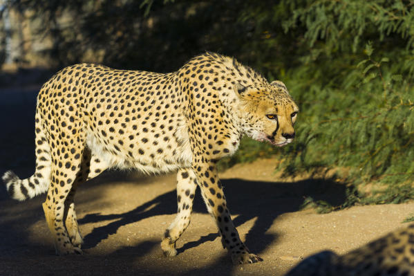 Southern Namibia, Africa. Cheetah feeding.