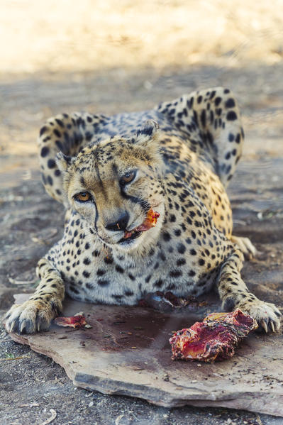 Southern Namibia, Africa. Cheetah feeding.