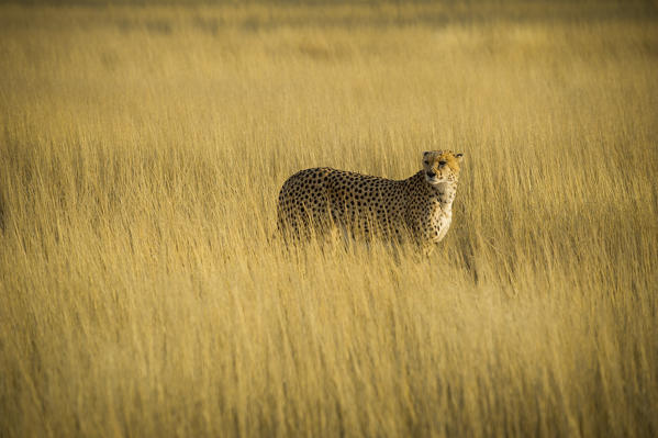 Kalahari desert, Southern Namibia, Africa. Cheetah in the wild.