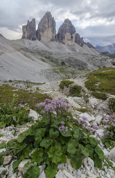 Tre Cime di Lavaredo, Three peaks of lavaredo, Drei Zinnen,Dolomites, South Tyrol, Veneto, Italy. Tre Cime di Lavaredo and violet flowers